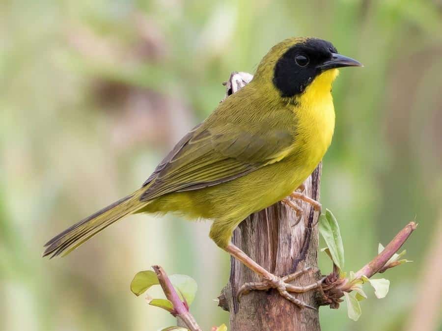 Olive-crowned_Yellowthroat