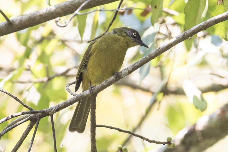Olive-headed_Greenbul