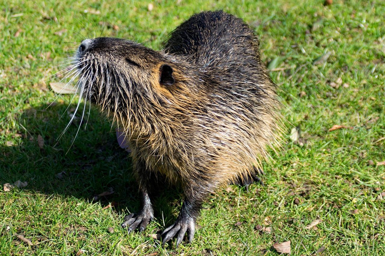 Ondatra_Muskrat