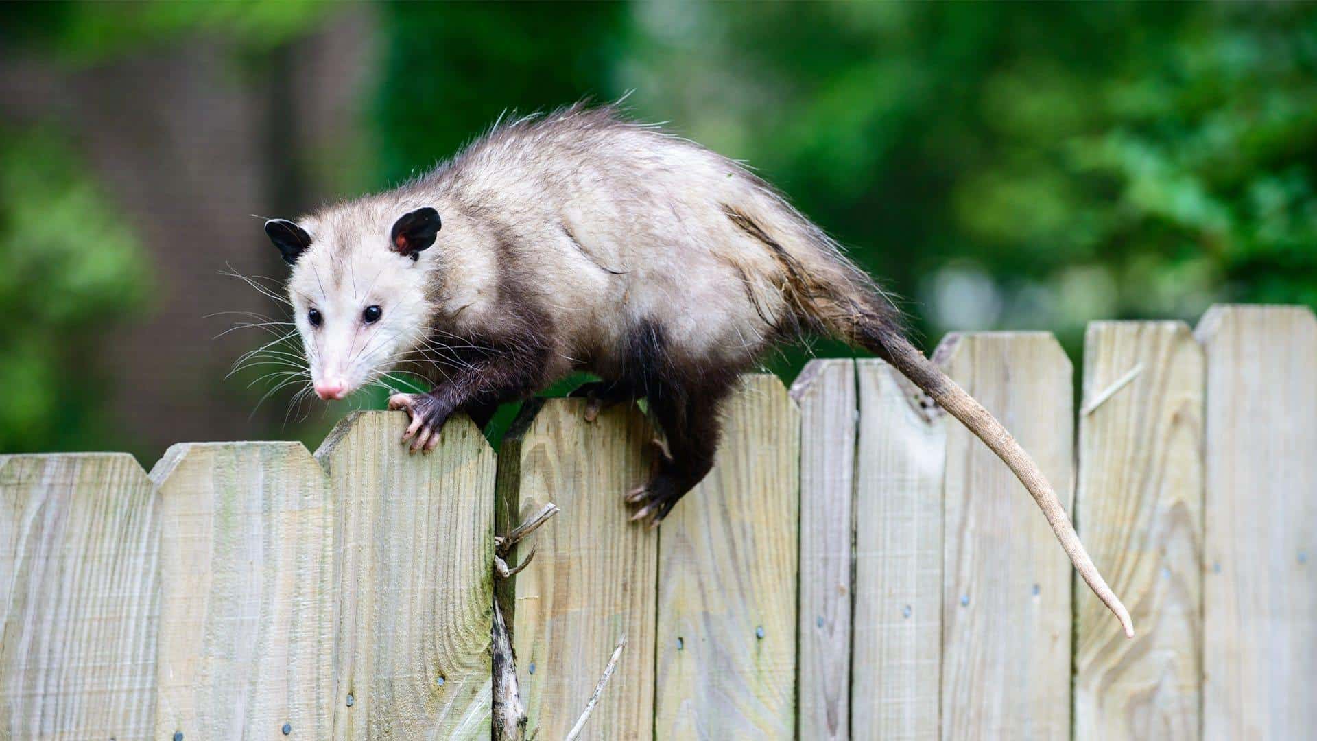 Opossum