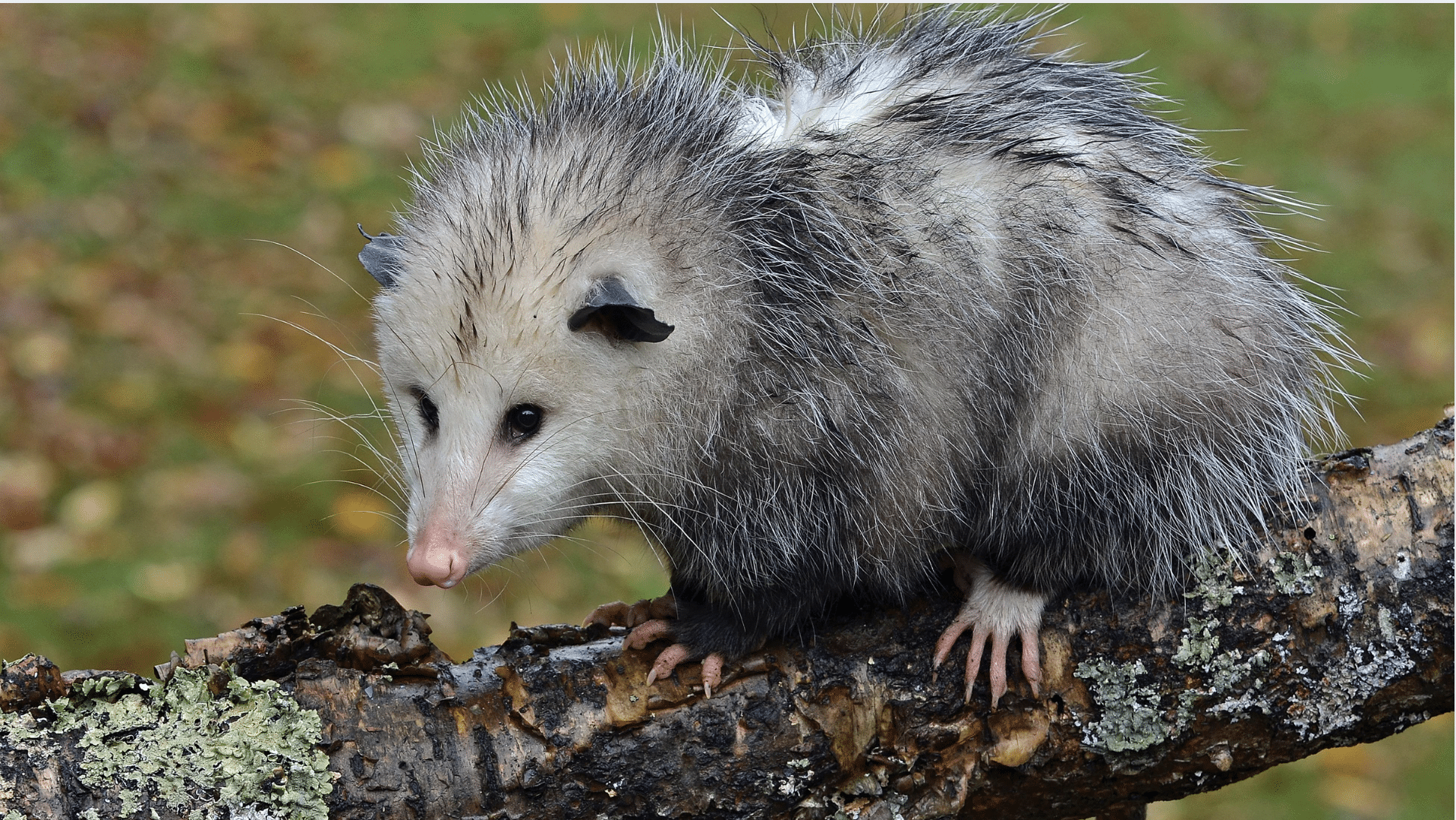 Opossum