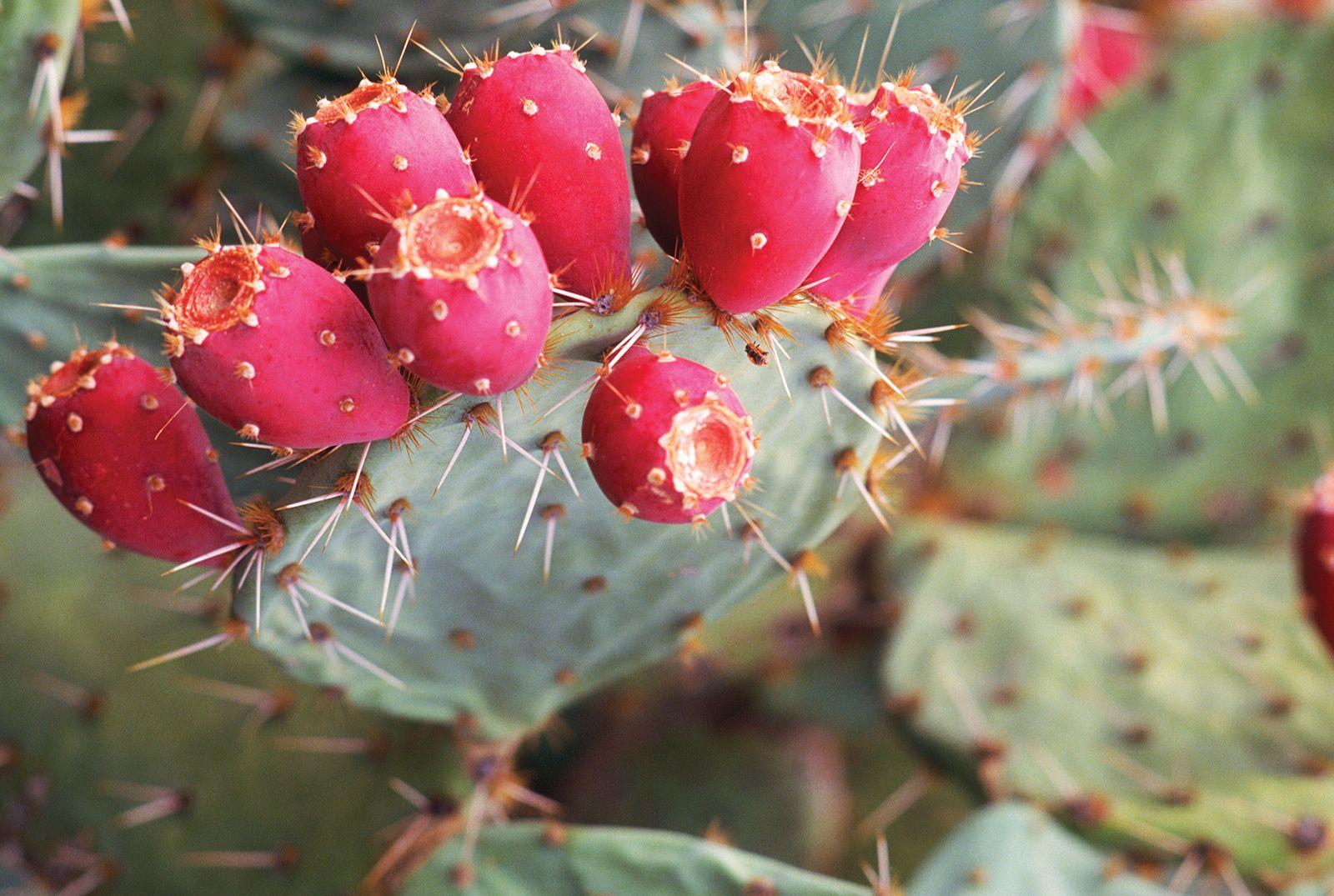 Opuntia