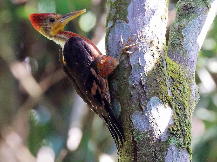 Orange-backed_Woodpecker