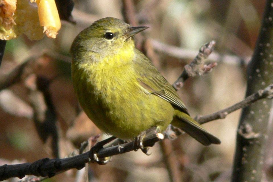 Orange-crowned_Warbler
