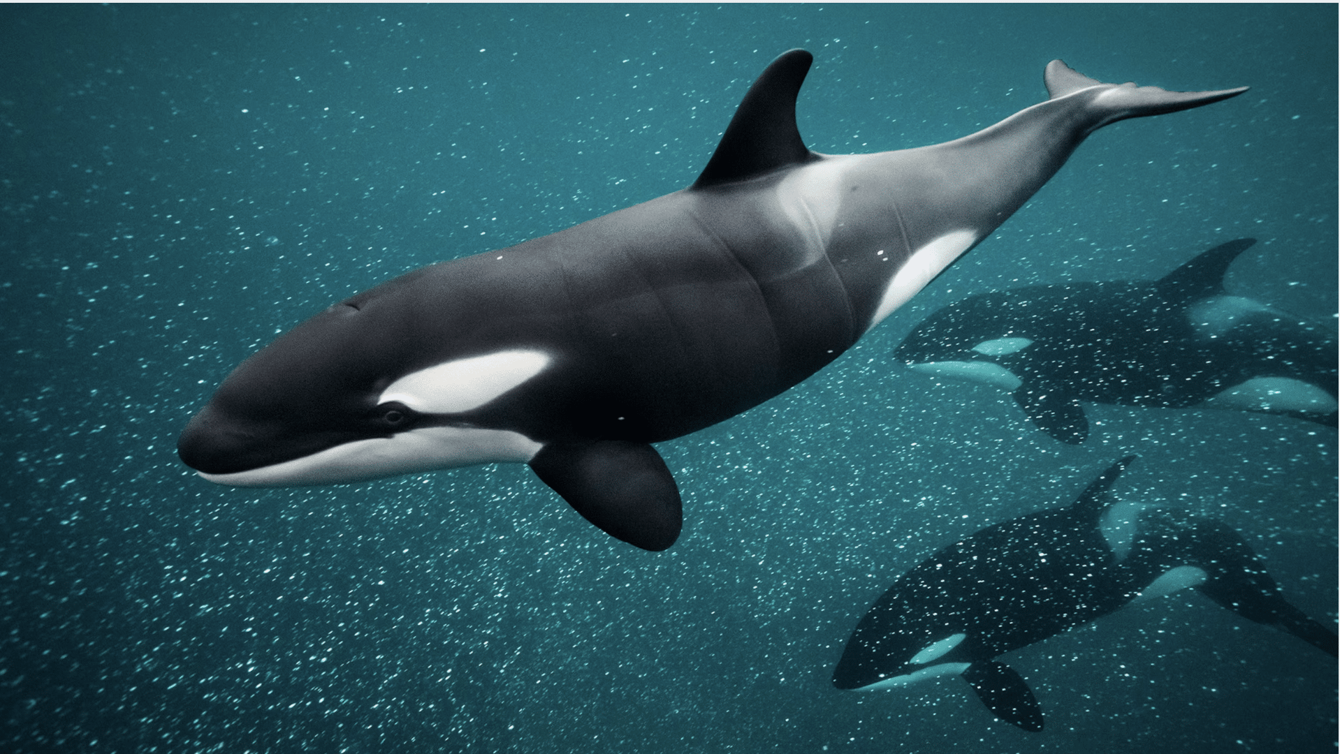 Orca_Killer_Whale
