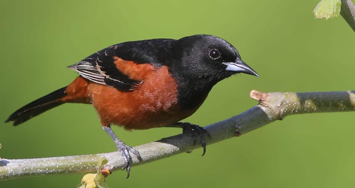 Orchard_Oriole