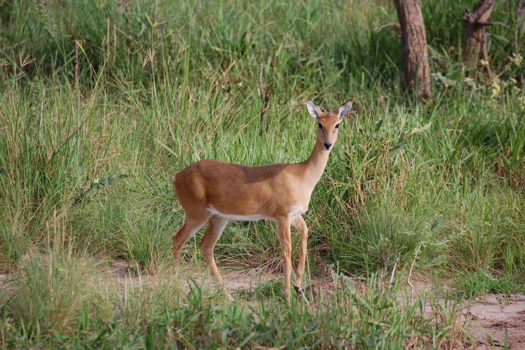 Oribi