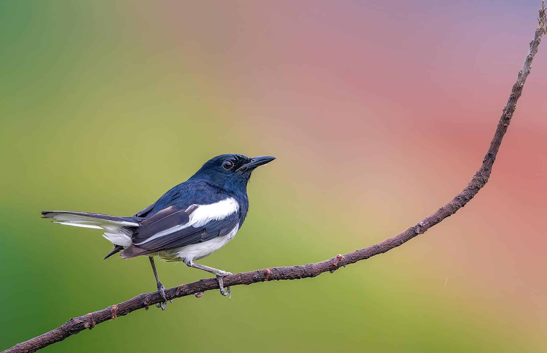 Oriental_Magpie-Robin