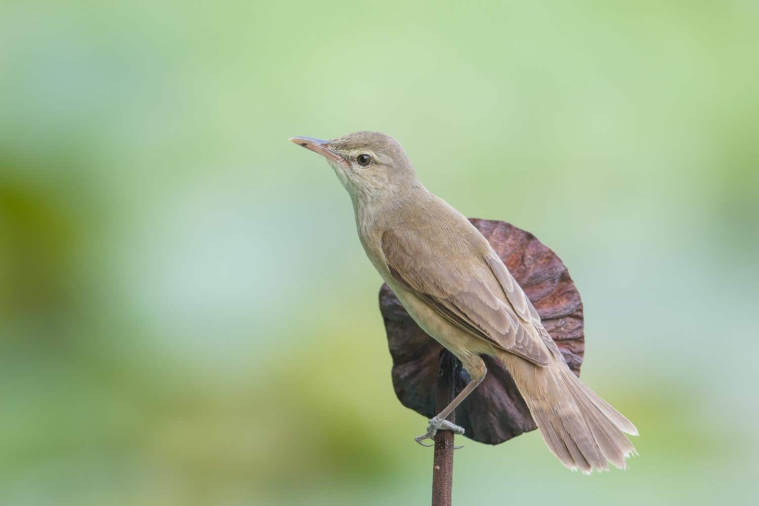 Oriental_Reed_Warbler