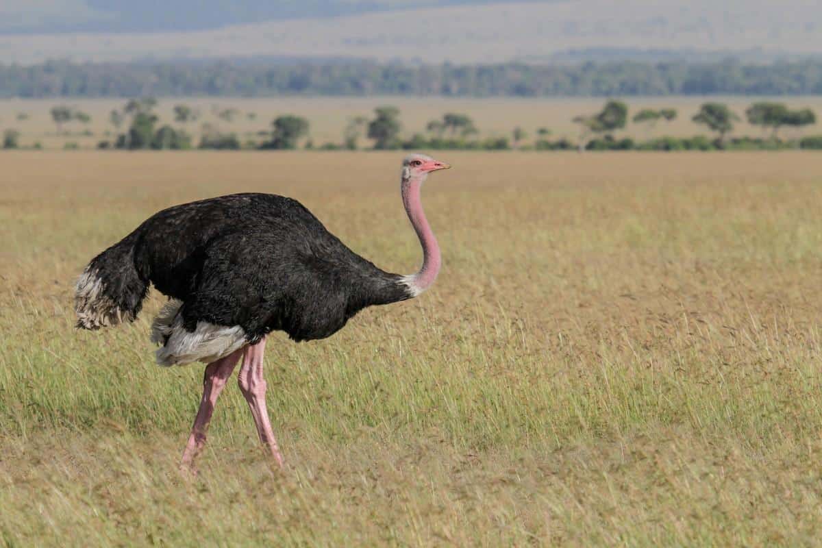 Ostrich