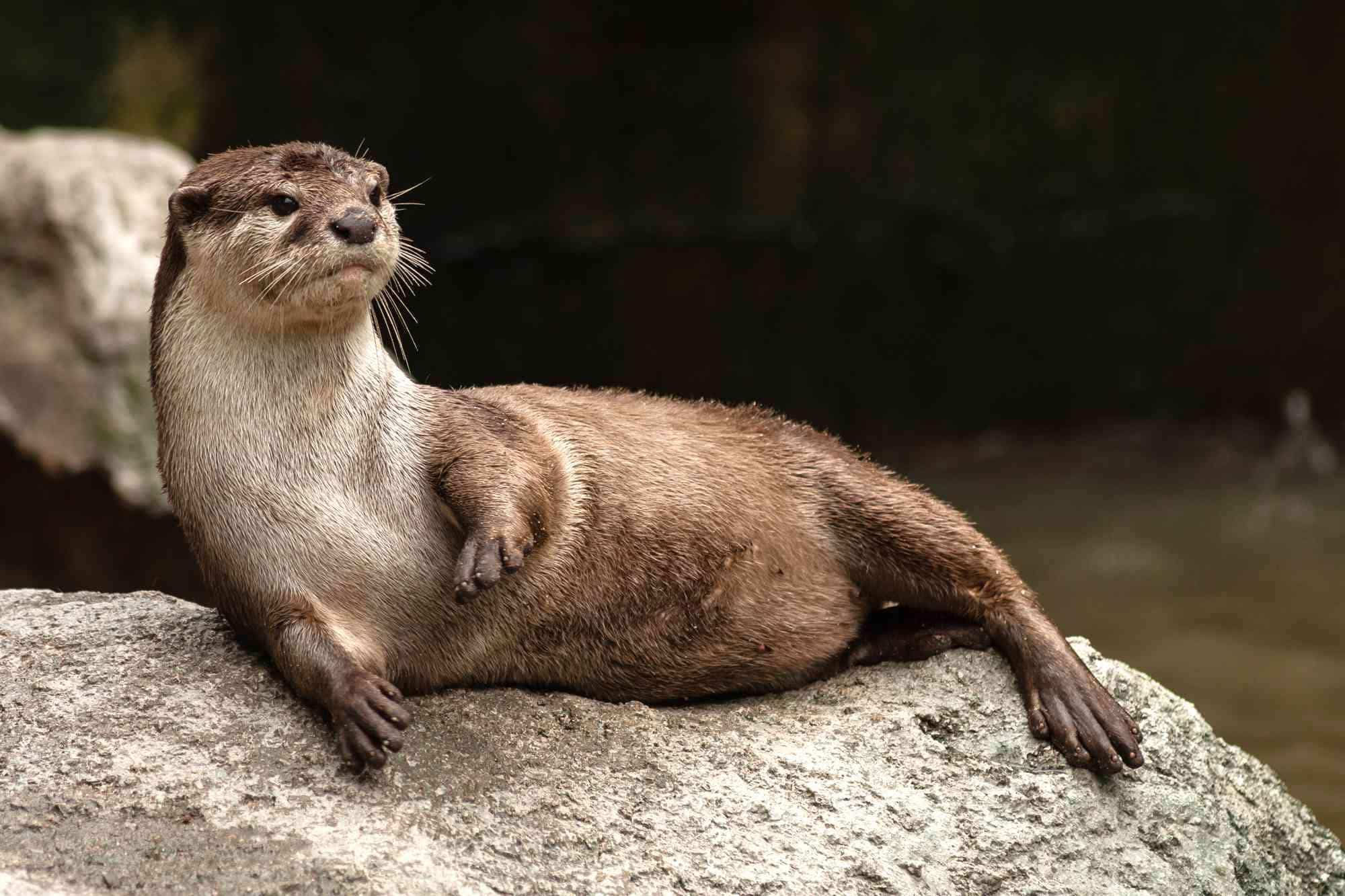 Otter