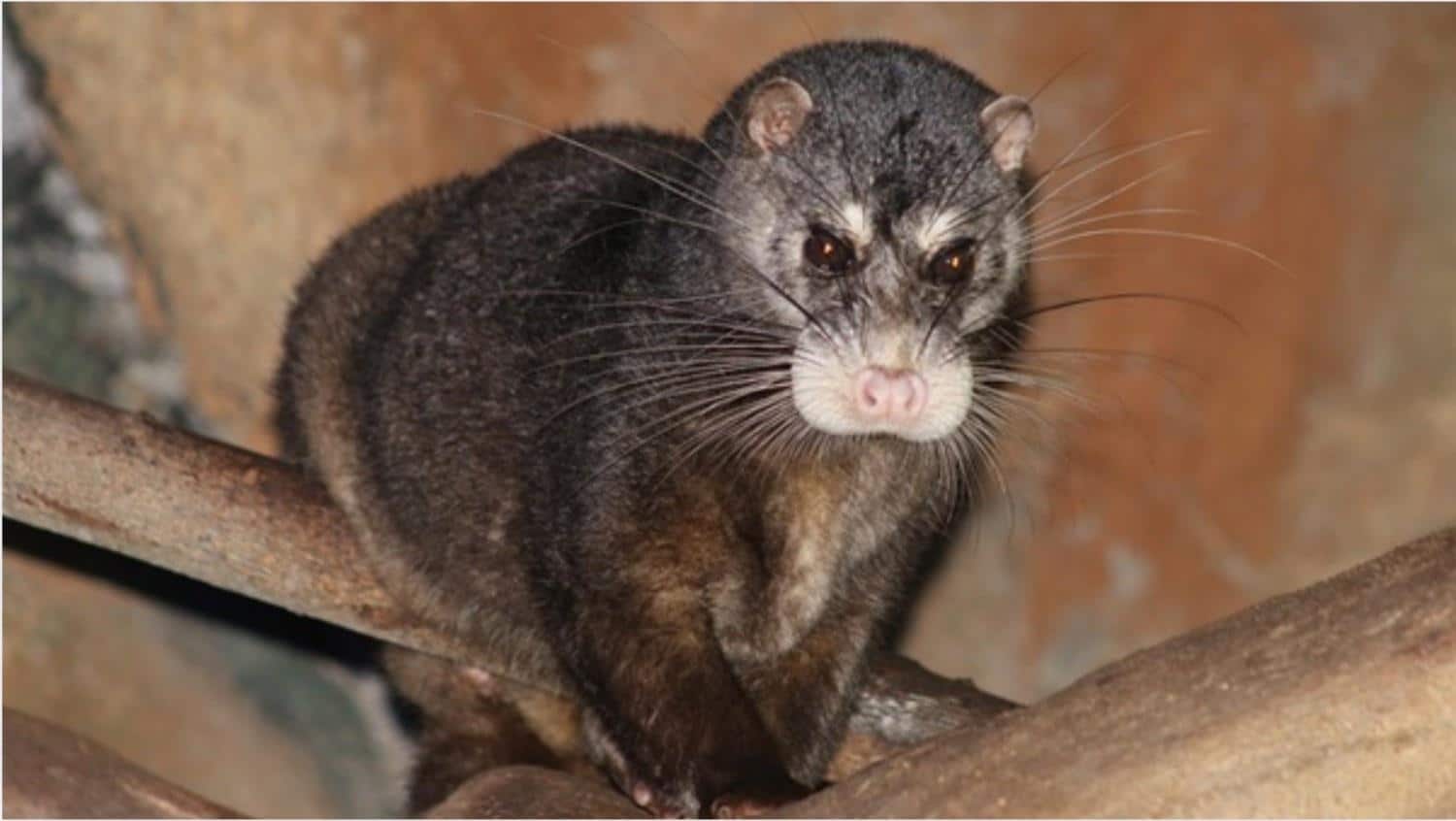 Otter_civet