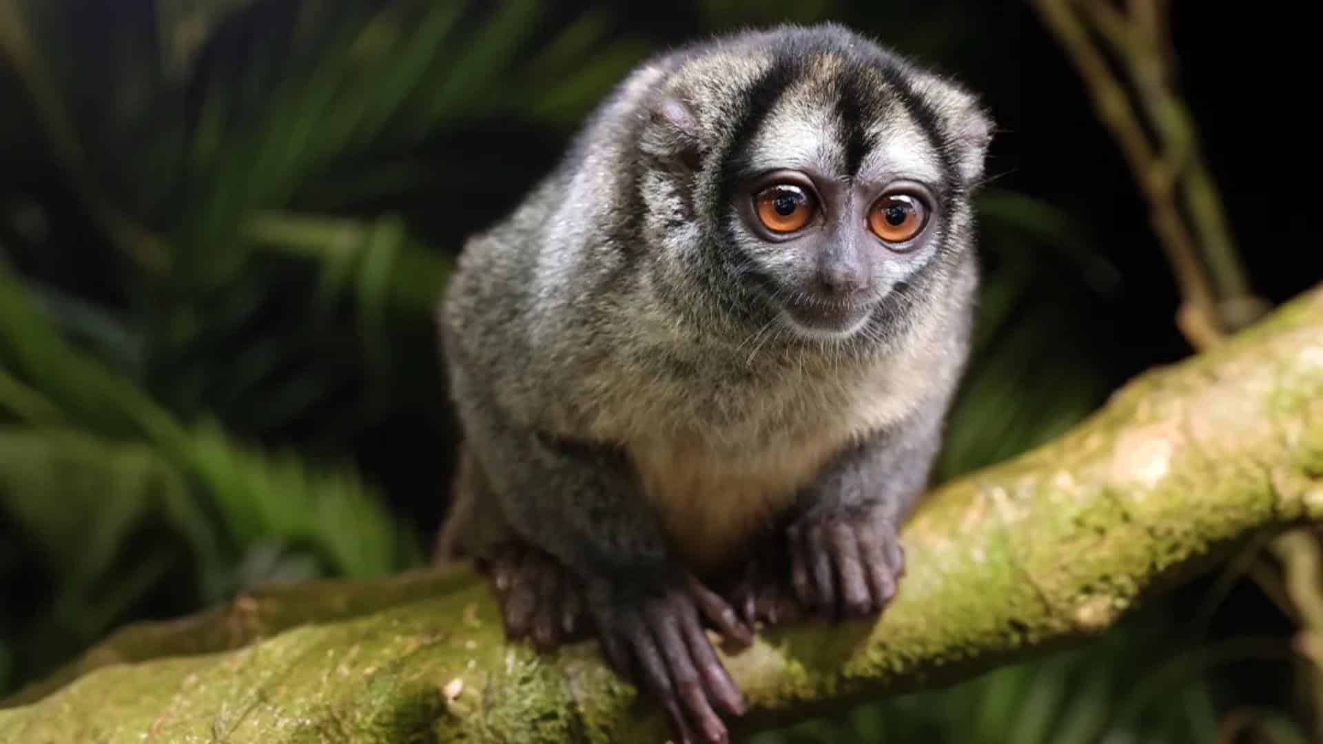 Owl_monkey