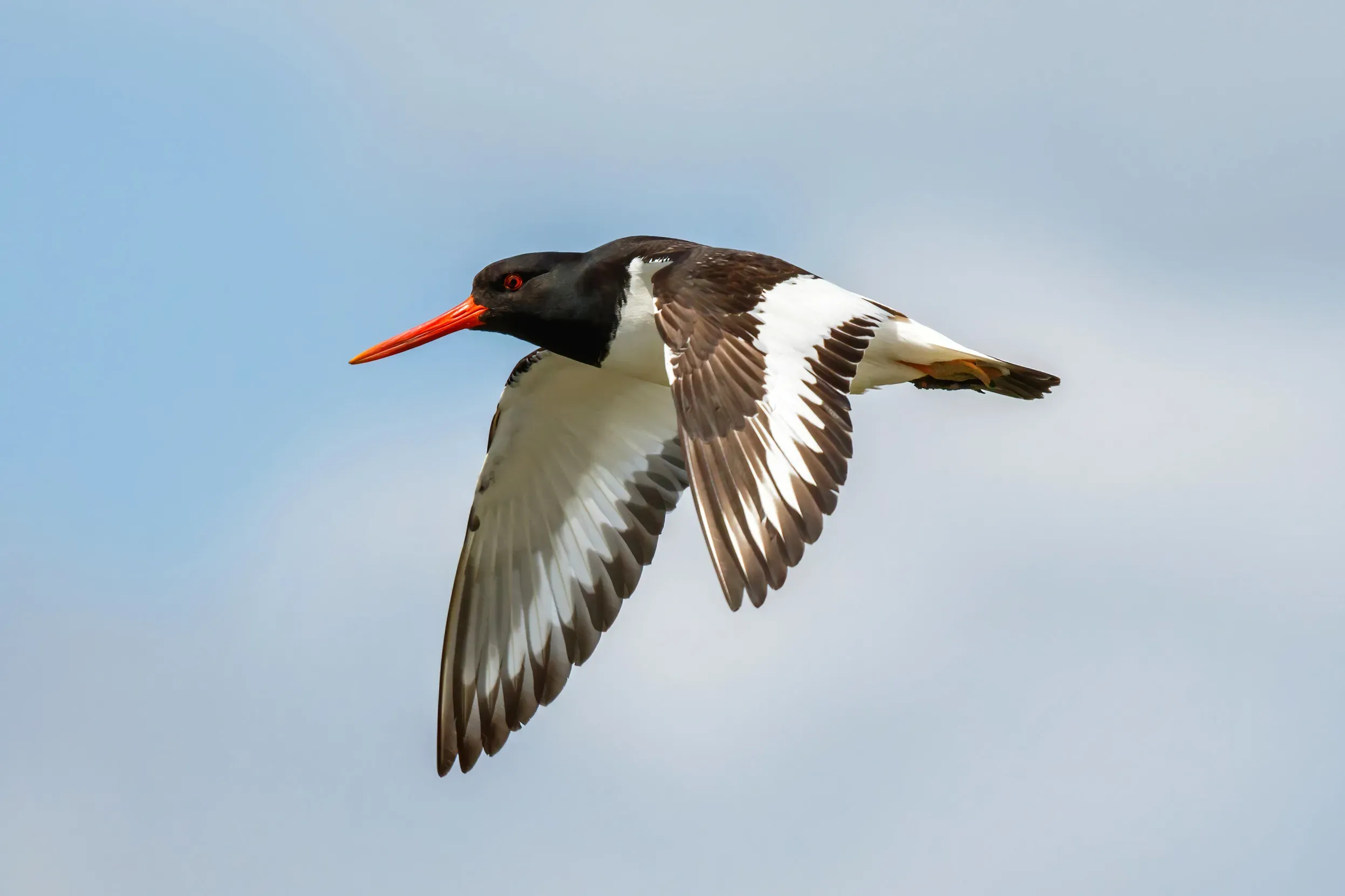 Oystercatcher