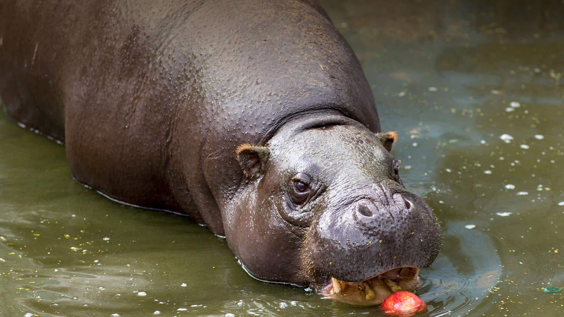 P-12_Pygmy_Hippopotamus