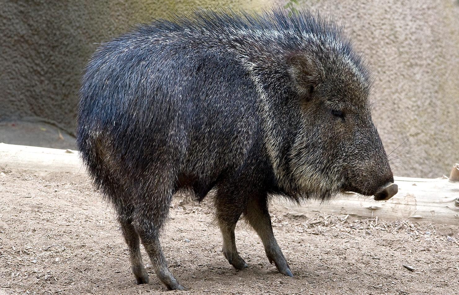 P-14_Peccary