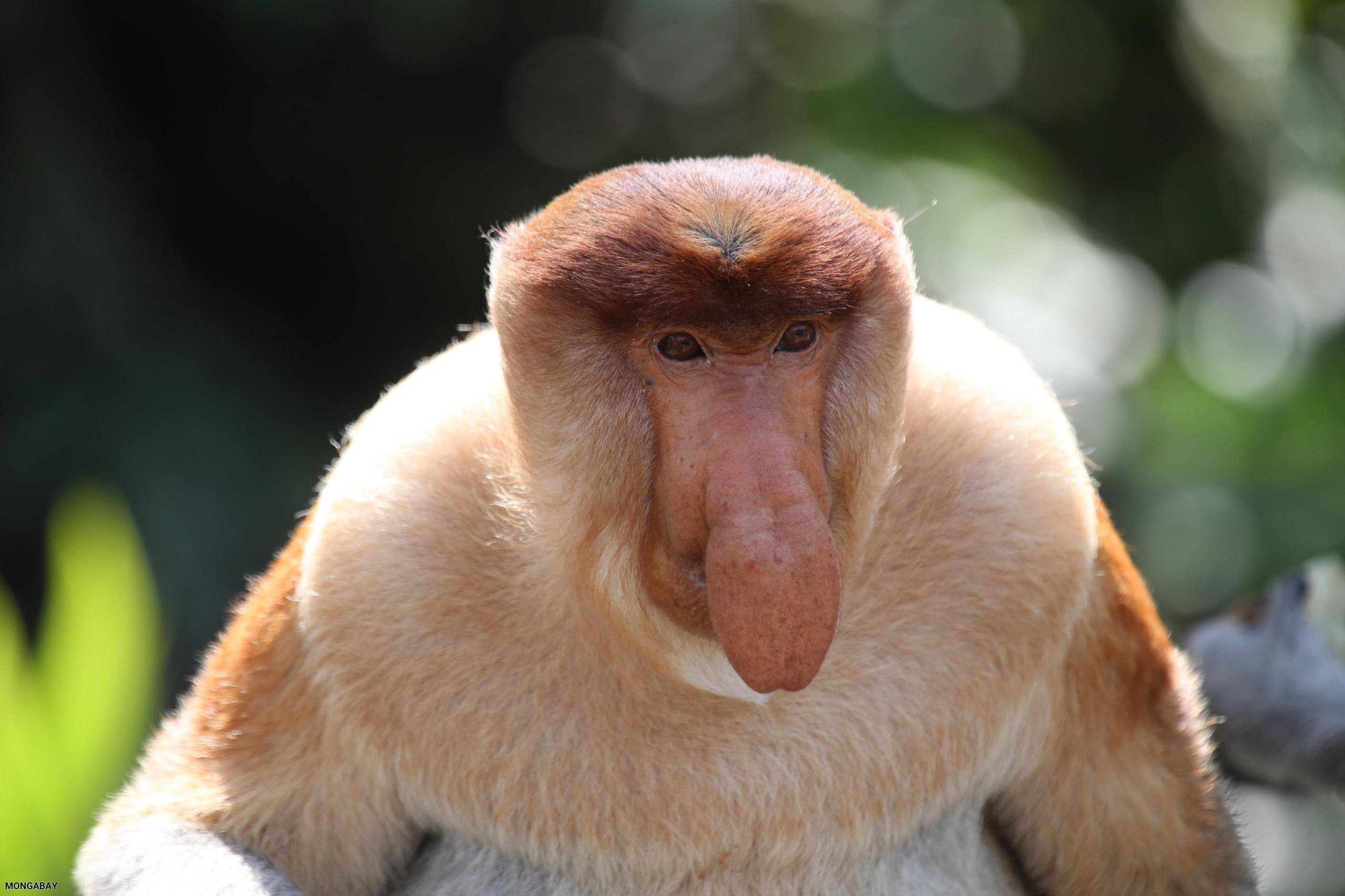 P-16_Proboscis_Monkey