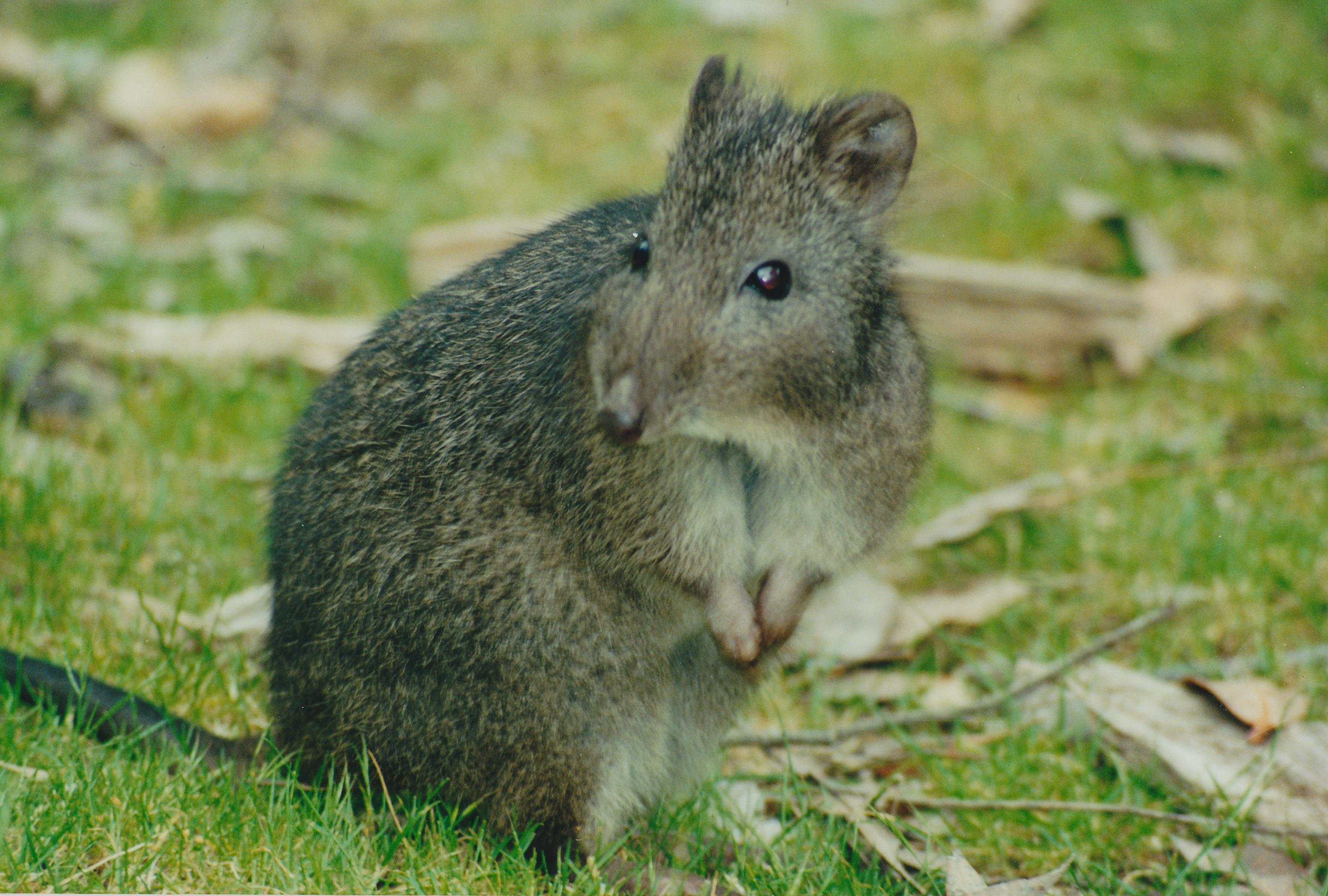 P-18_Potoroo