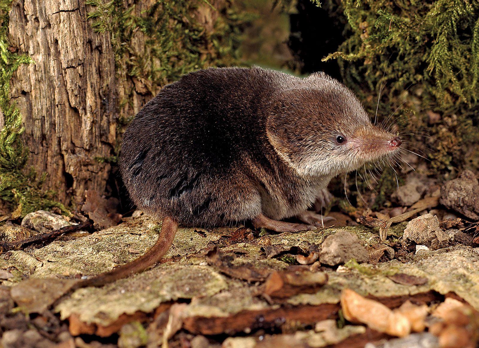 P-25_Pygmy_Shrew