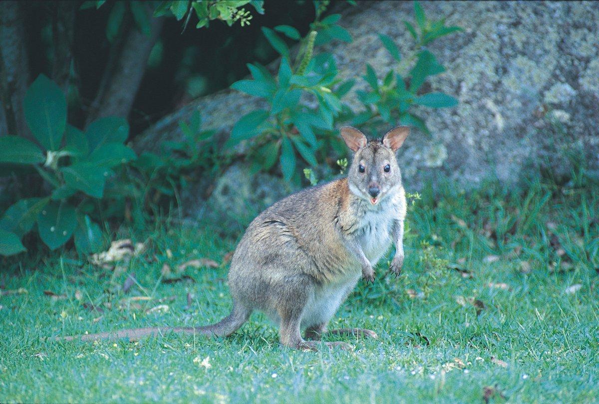 P-27_Pademelon