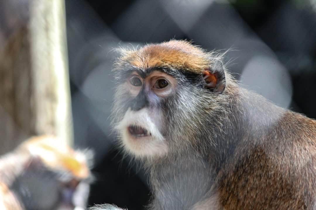 P-30_Patas_Monkey