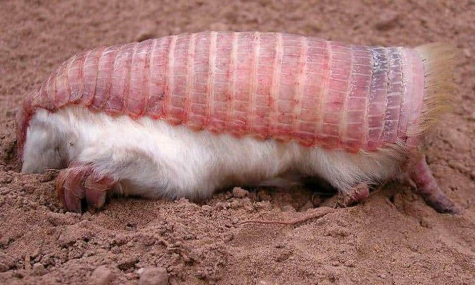P-31_Pichiciego_Pink_Fairy_Armadillo
