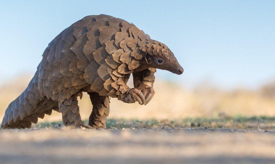 P-6_Pangolin