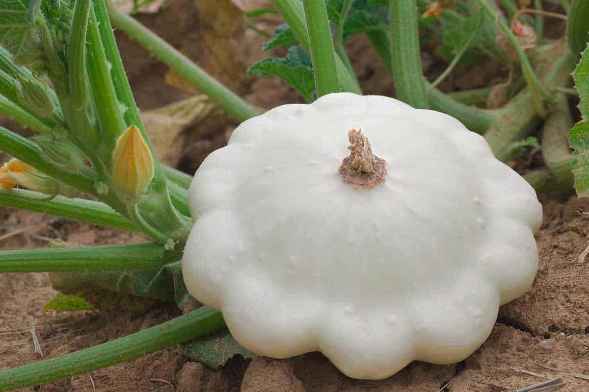 Patty_Pan_Squash