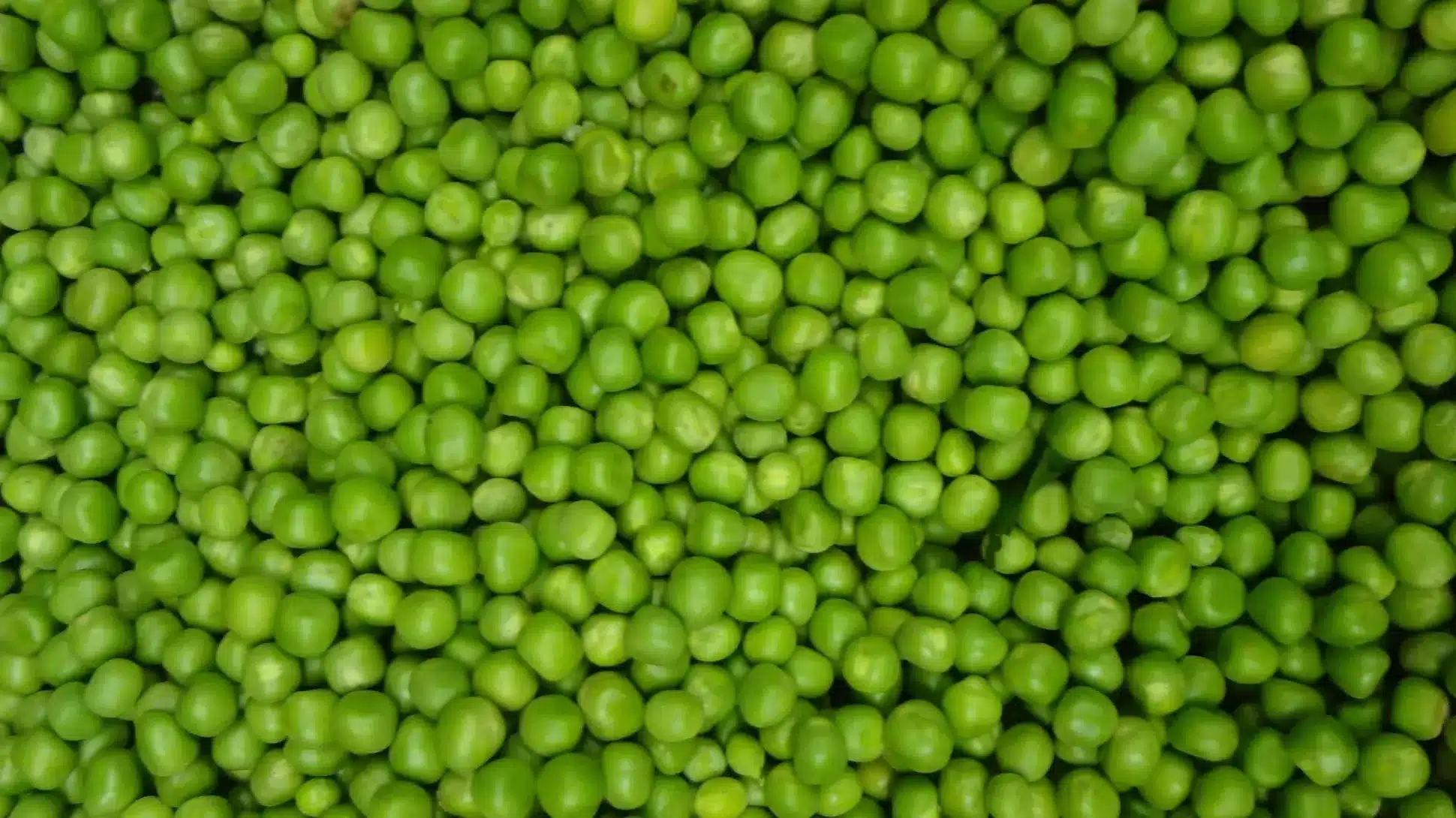 Pea