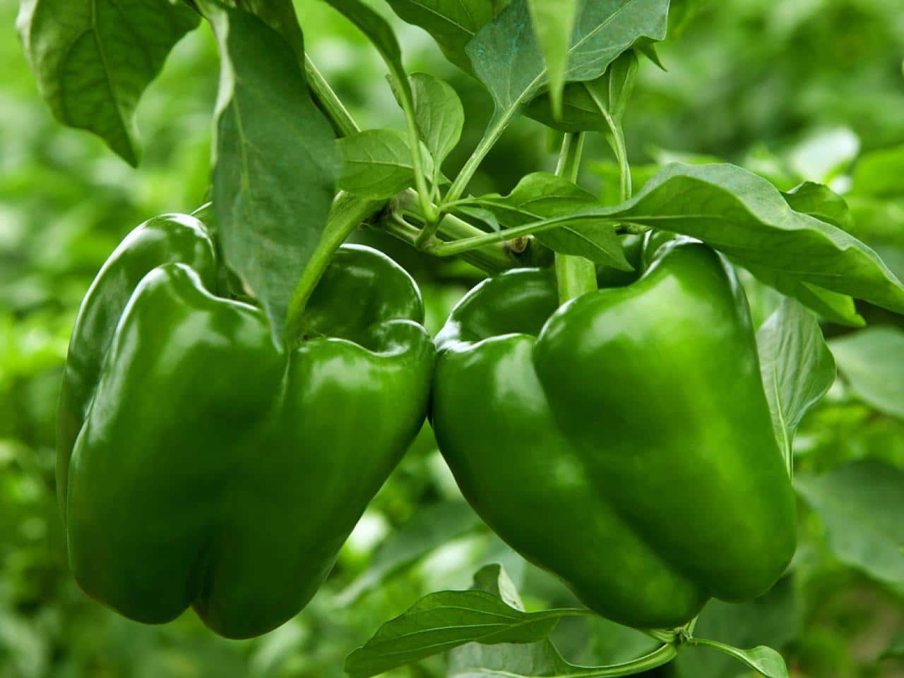 Pepper_Bell_and_Chili