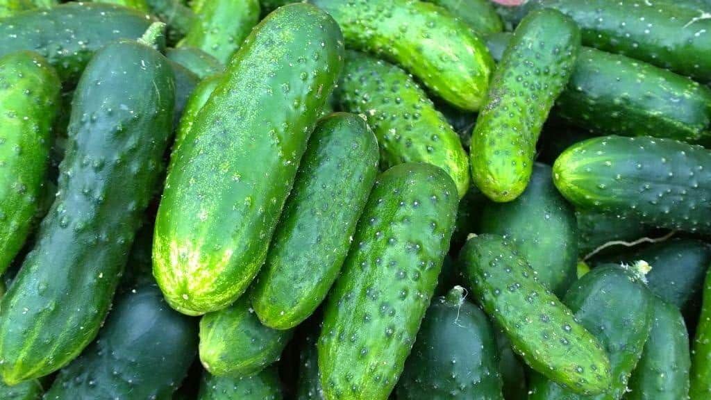 Pickling_Cucumber