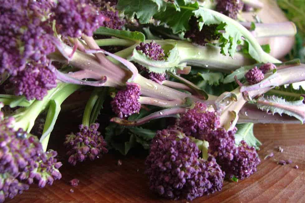 Purple_Broccoli