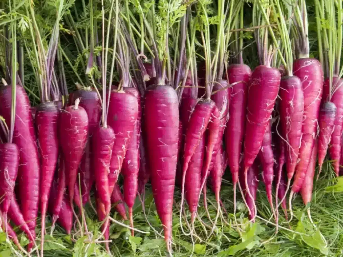 Purple_Carrot