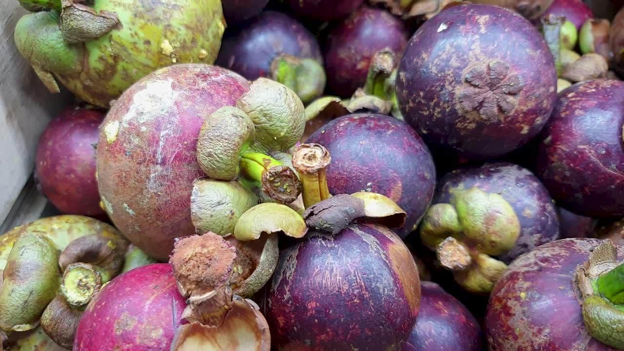 Purple_Mangosteen