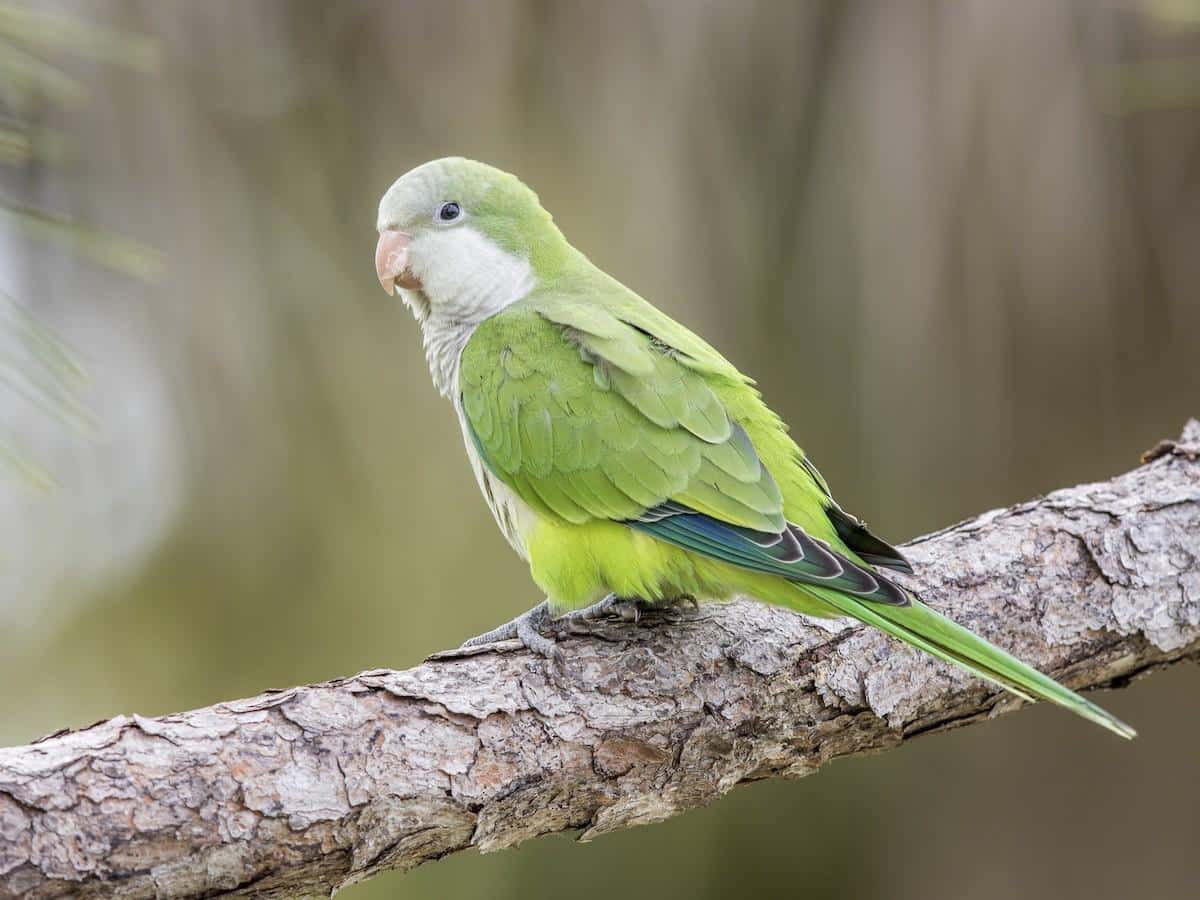 Quaker_parakeet
