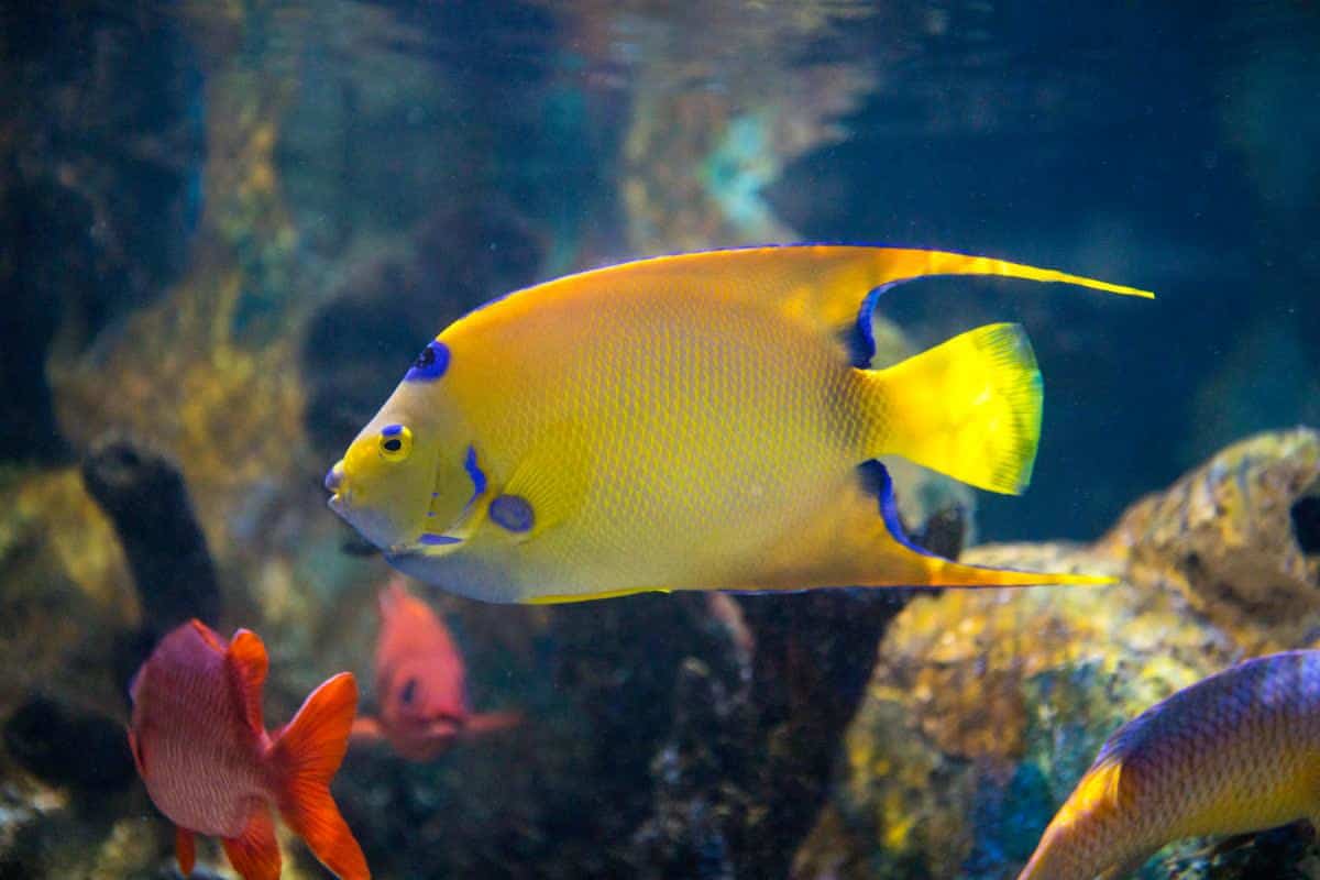 Queen_angelfish