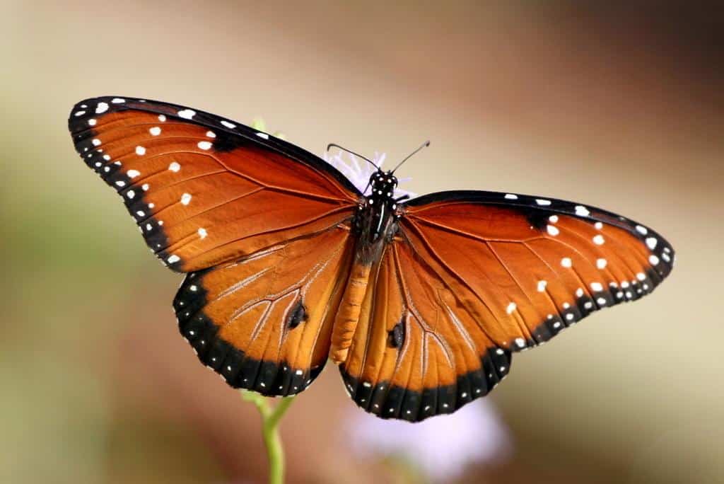 Queen_butterfly