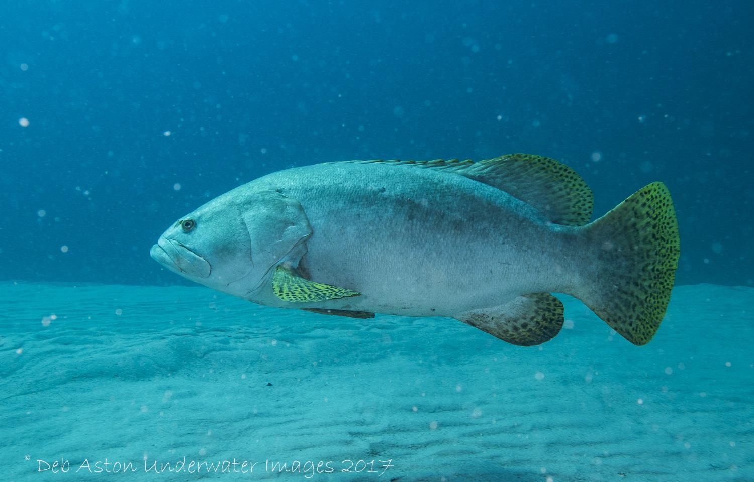 Queensland_grouper