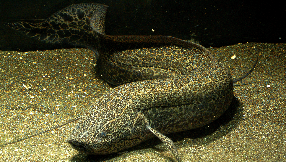 Queensland_lungfish