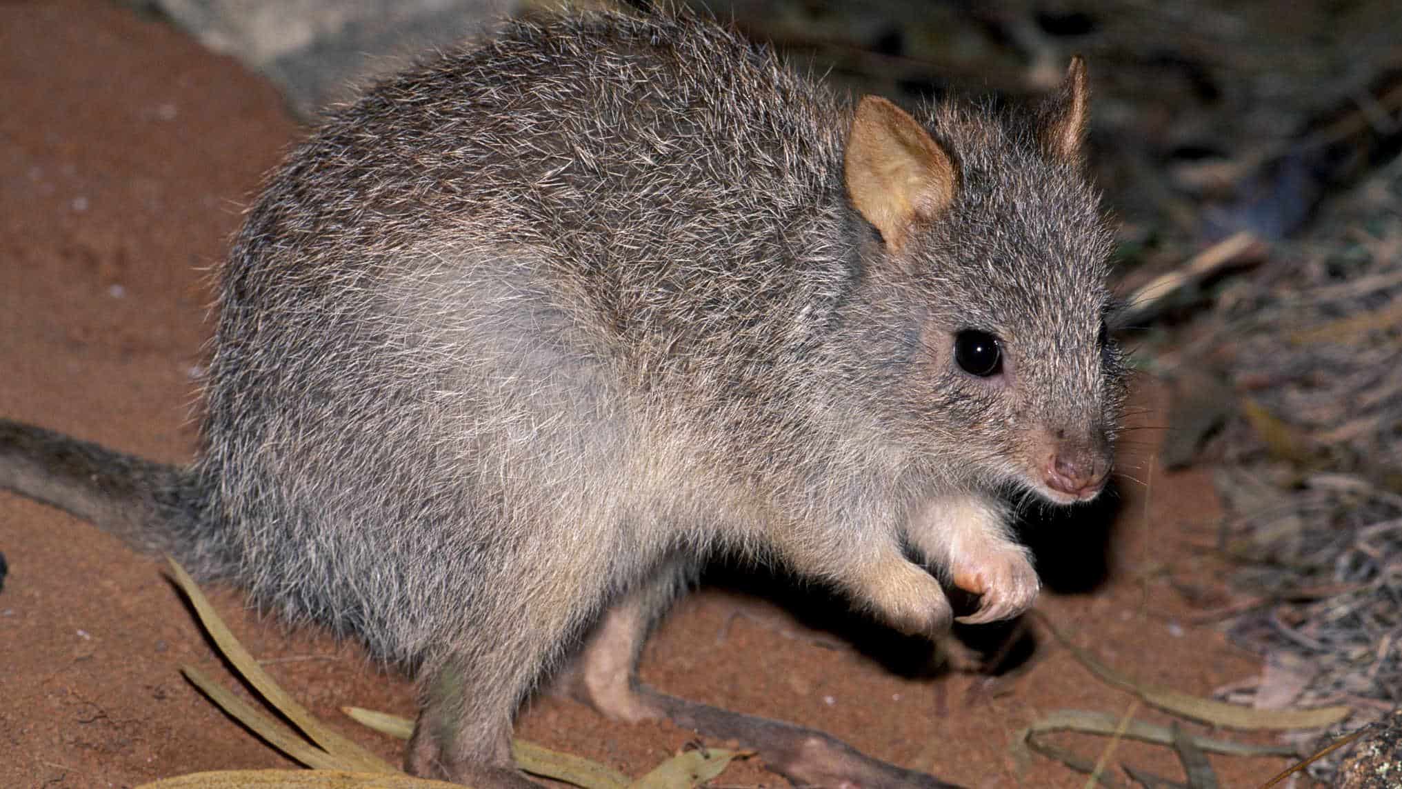 Rat_kangaroo
