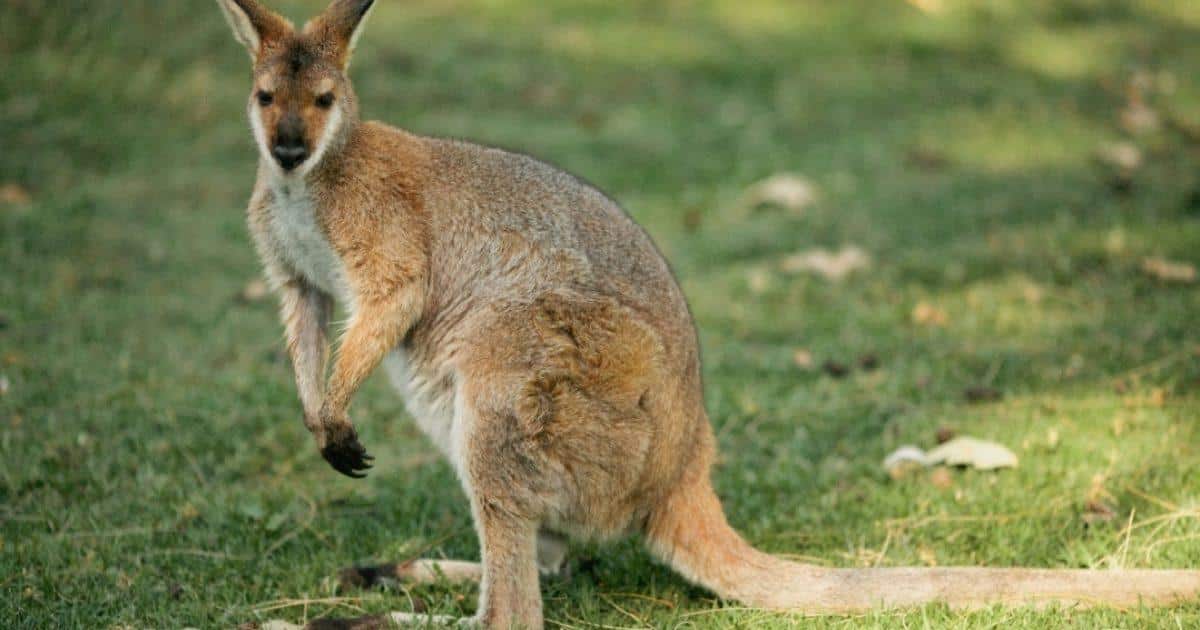 Red-necked_Wallaby