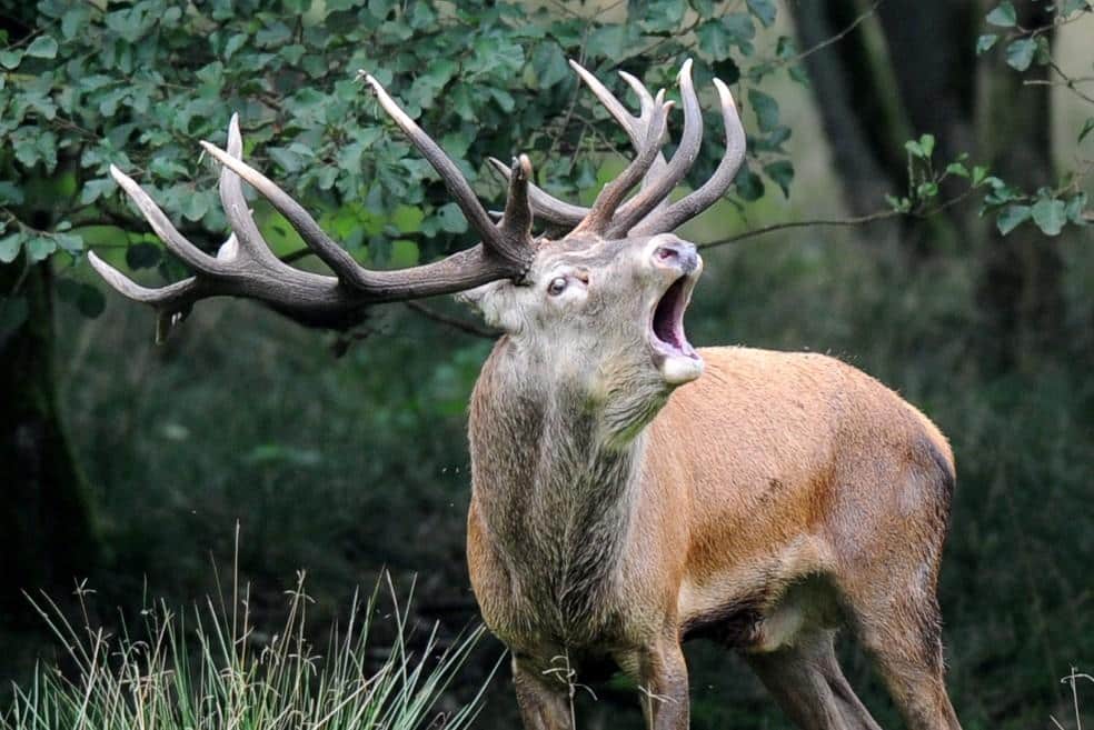 Red_Deer