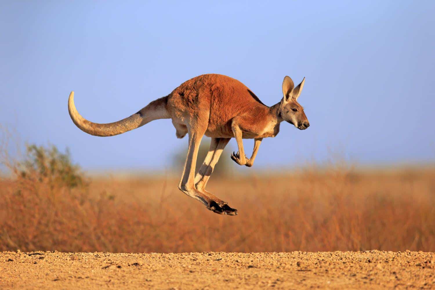 Red_Kangaroo
