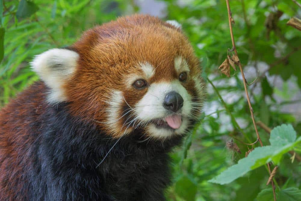Red_Panda