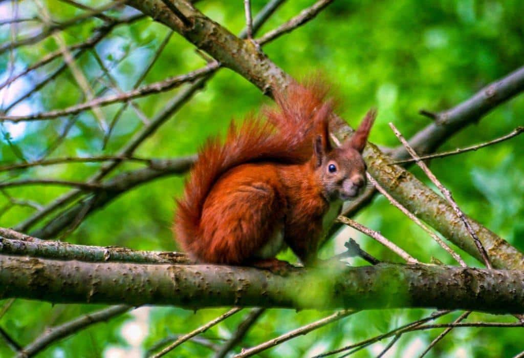 Red_squirrel
