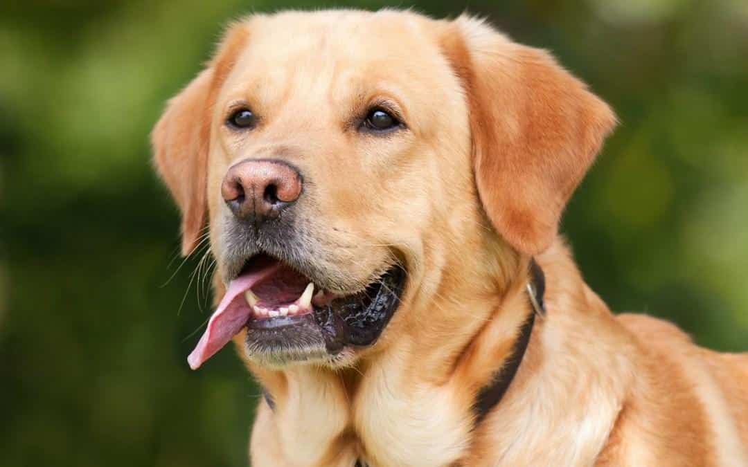 Retriever_Dog_Breed