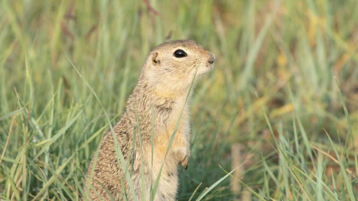 Richardsons_Ground_Squirrel