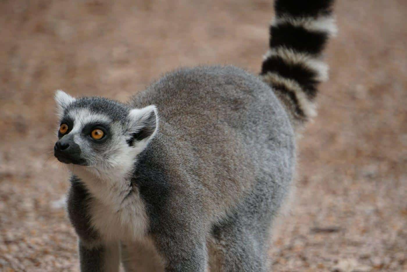 Ring-tailed_lemur