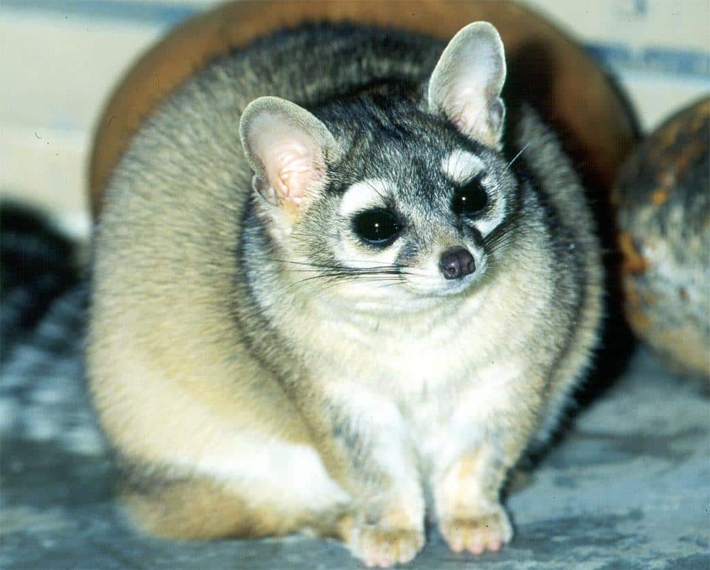 Ringtail_Relative_of_Raccoons
