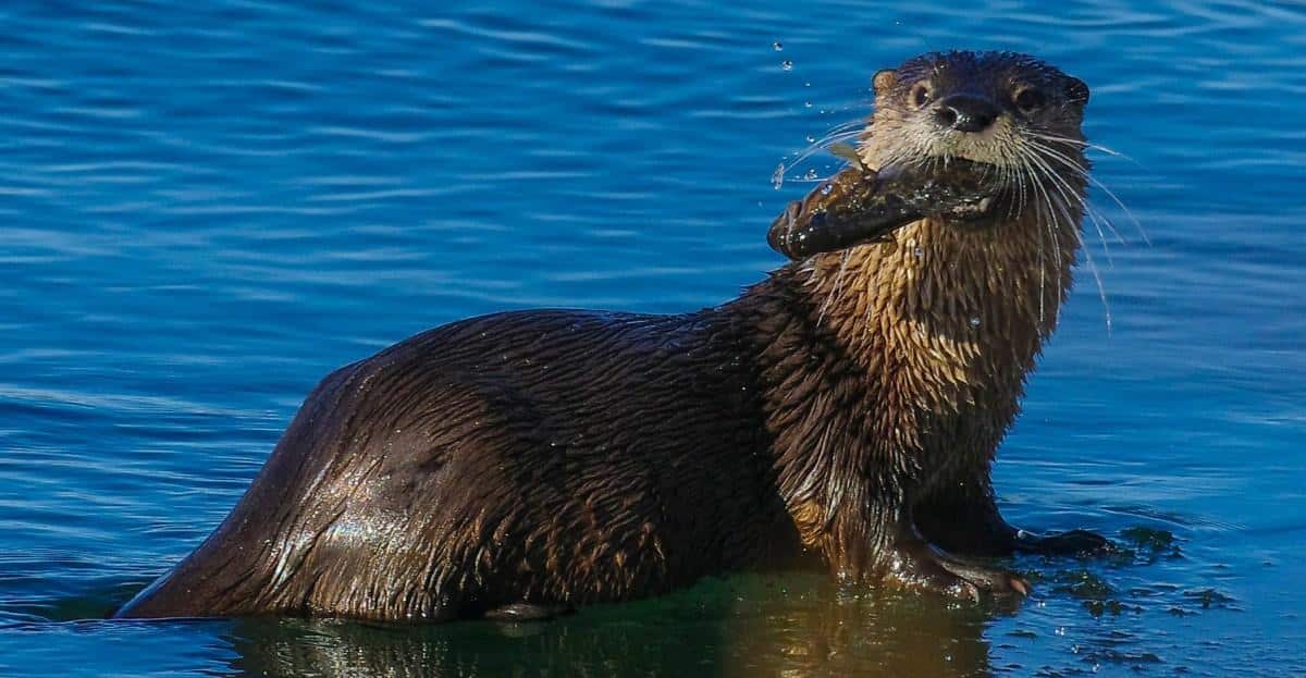 River_otter